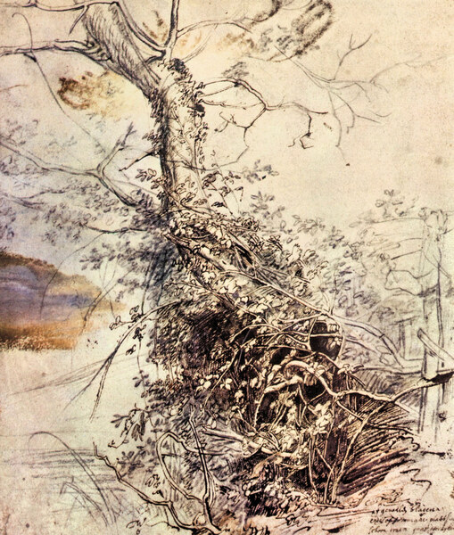 Study of Tree by Rubens
